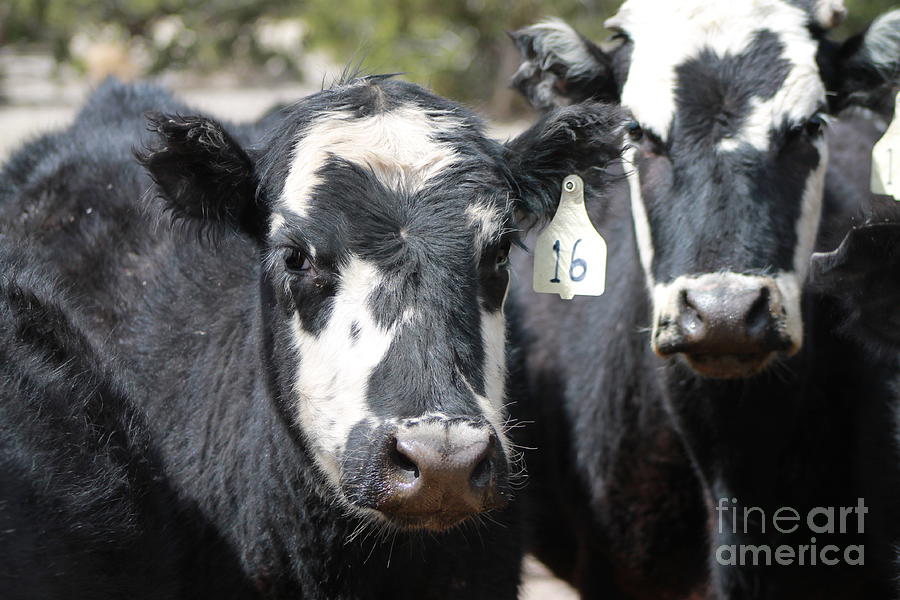 Curious Cows Photograph by Pamela Walrath