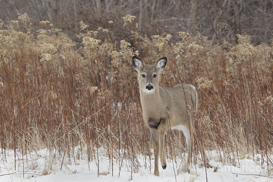 Curious Fawn Photograph by Tammy Wolfe - Fine Art America