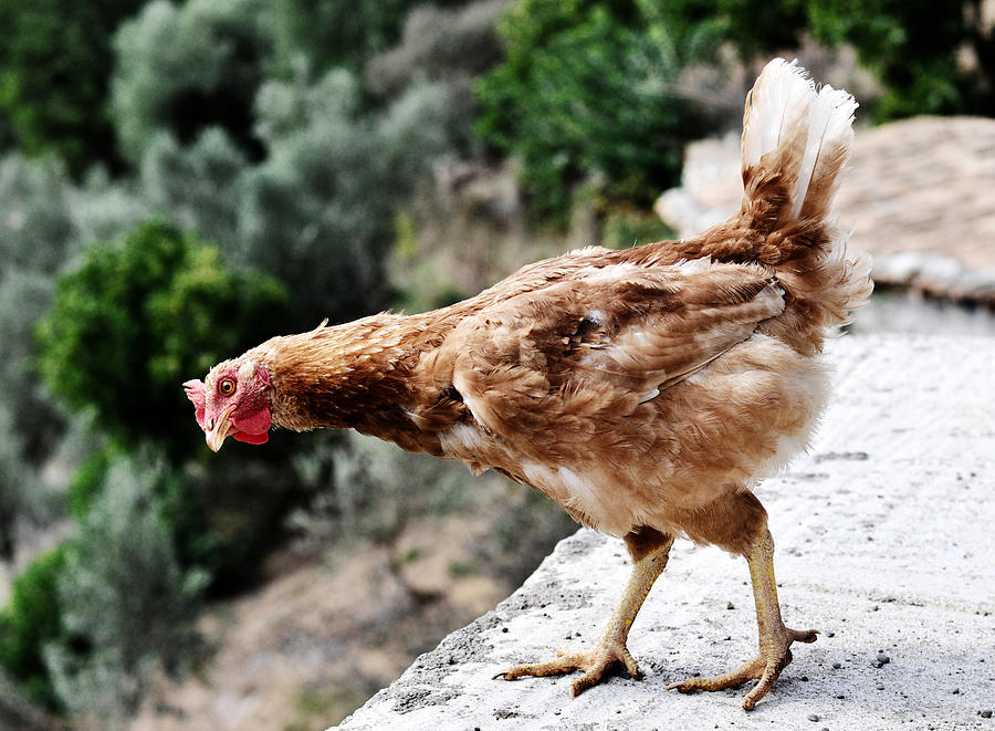 Curious hen Photograph by Laura Melis