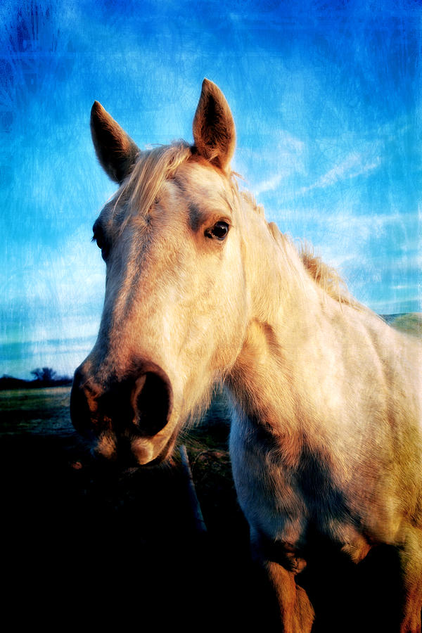 Horse Photograph - Curious Horse by Toni Hopper