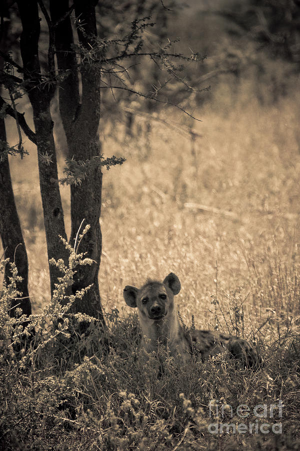 Curious Hyena Photograph by Darcy Michaelchuk