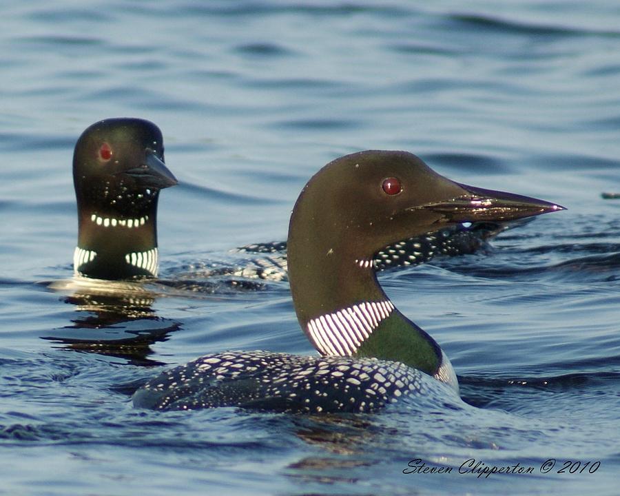 Curious Loons Photograph by Steven Clipperton