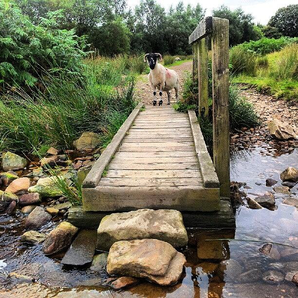 curious Of Anglezarke Photograph by Graham King