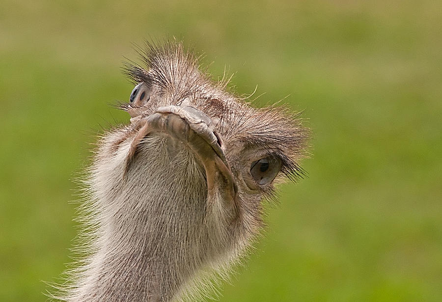 Curious Ostrich Photograph by John Black