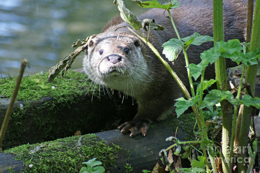 Curious Otter Photograph by David Birchall