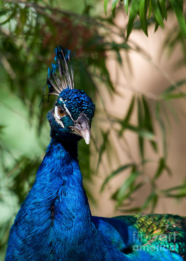 Curious Peacock Photograph by Sabrina L Ryan