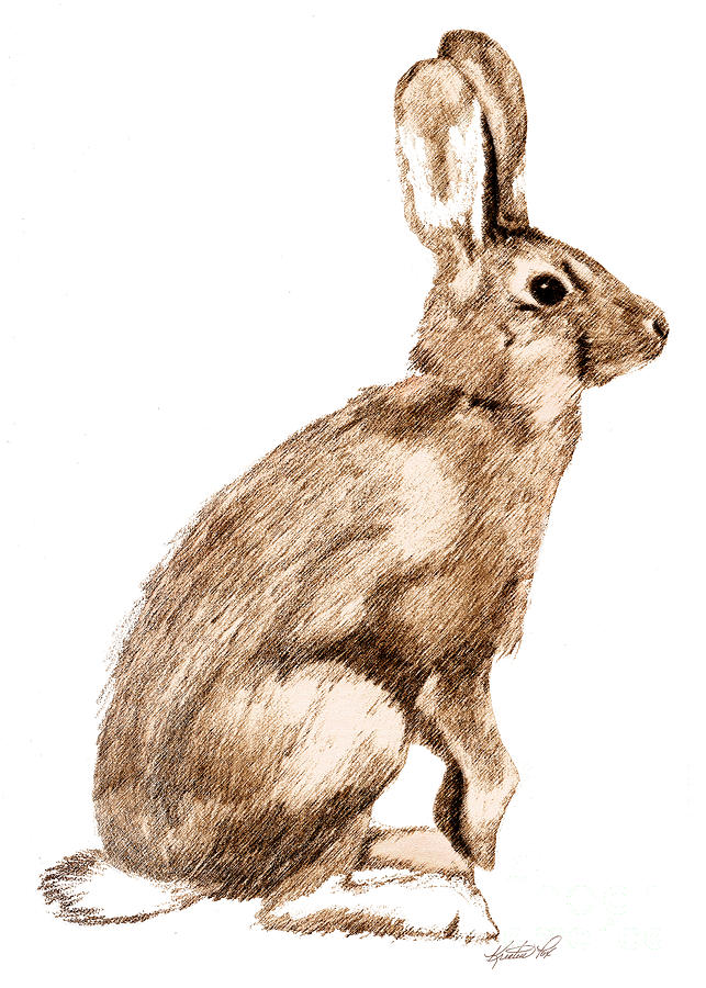 Curious Rabbit Drawing by Kristen Fox