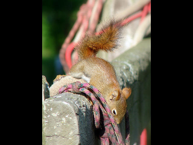 Curious Red Squirrel Mixed Media by Bruce Ritchie
