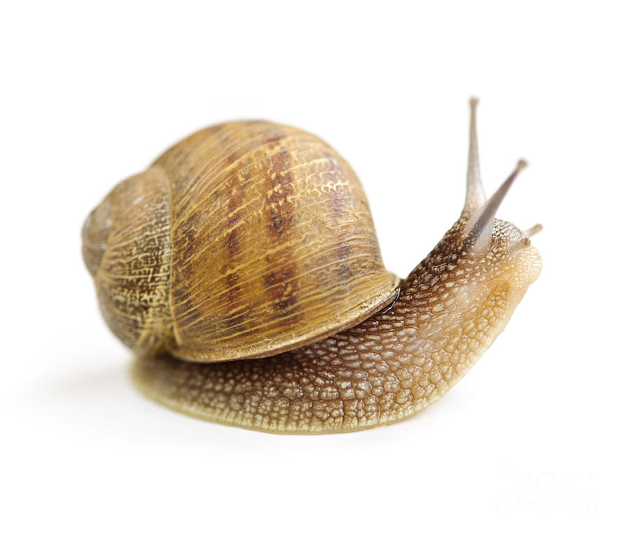 Shell Photograph - Curious snail by Elena Elisseeva
