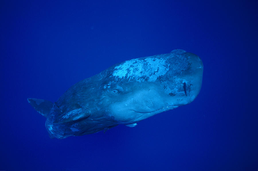 Curious Sperm Whale Calf Dominica Photograph by Flip Nicklin