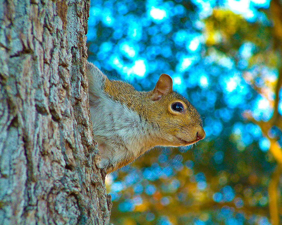 Curious Squirrel Photograph by Bill Barber