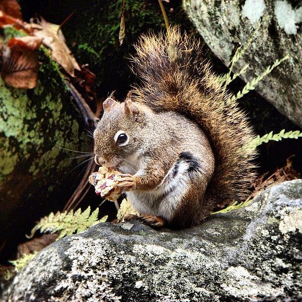 Nature Photograph - Curious Squirrel by Joel Lopez