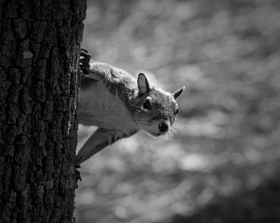 Animal Photograph - Curious Squirrel by Mark Andrew Thomas
