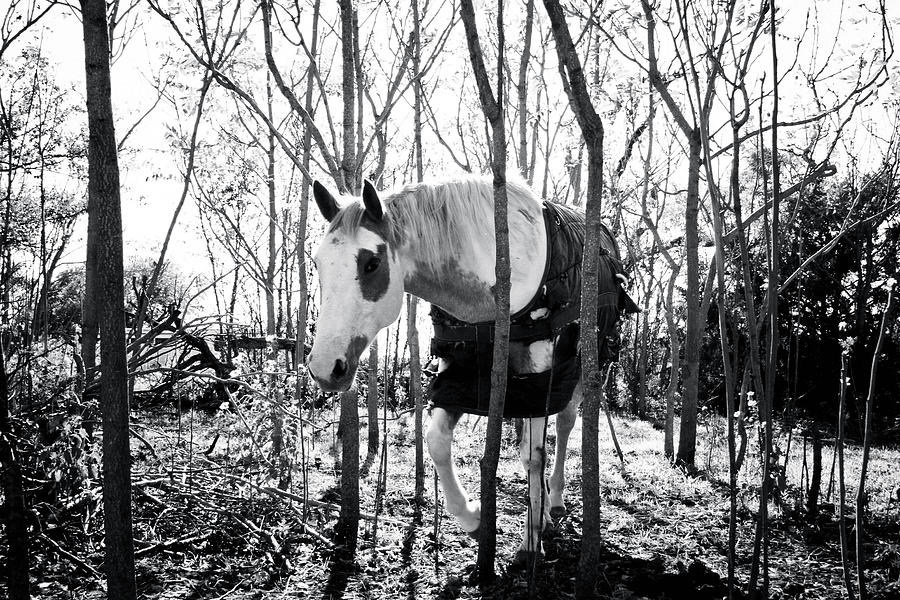 Curious Horse #2 Photograph by Toni Hopper