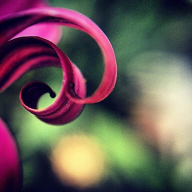 Curl For The #macro_power_hour Photograph by Rebekah Moody