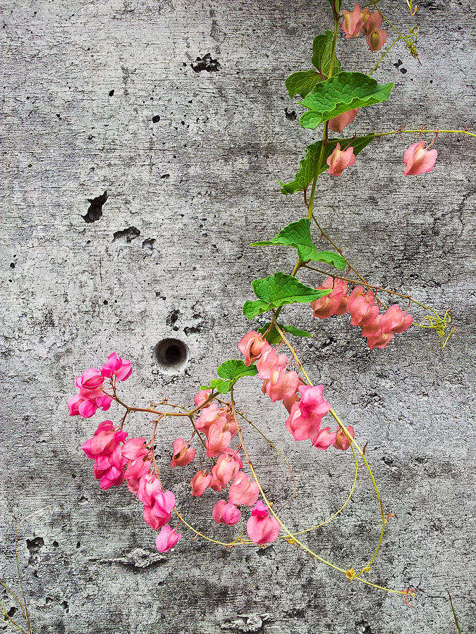 Curl of pink flowers Photograph by Anya Brewley schultheiss