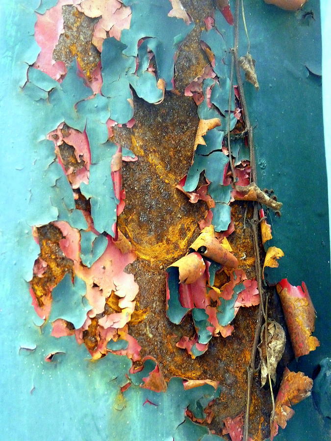 Curled Peeling Paint Photograph by Carla Parris