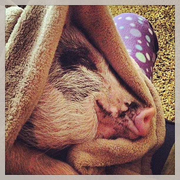 Curled Up In A Blanket On My Lap Photograph by Adriana Ospina Curled Up In A Blanket On My Lap Photograph by Adriana Ospina