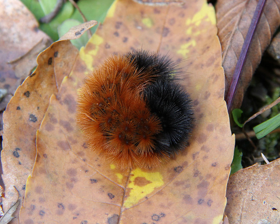 Curled Up Tight Photograph By Doris Potter Pixels 6508