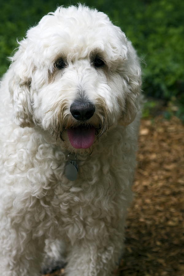 Curly Fur Photograph by Sally Weigand | Fine Art America