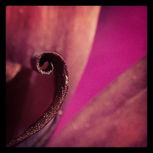 Curly Petal For The #macro_power_hour Photograph by Rebekah Moody