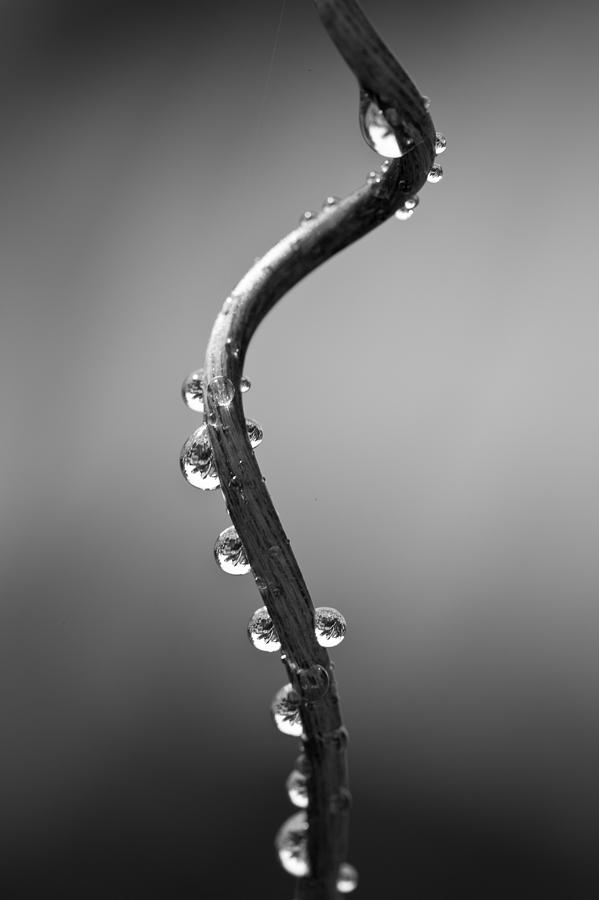 Nature Photograph - Curly vine by Anya Brewley schultheiss