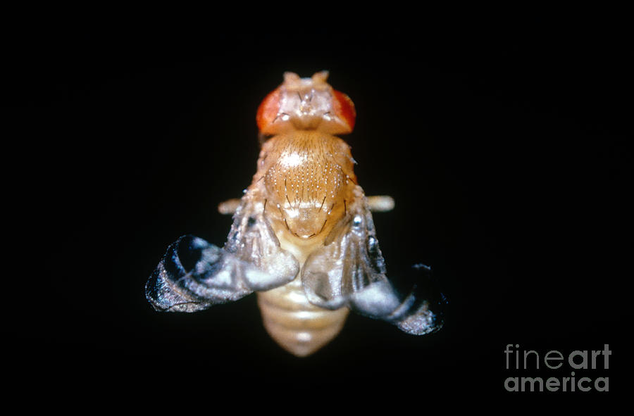 Curly Winged Drosophila Photograph by Science Source