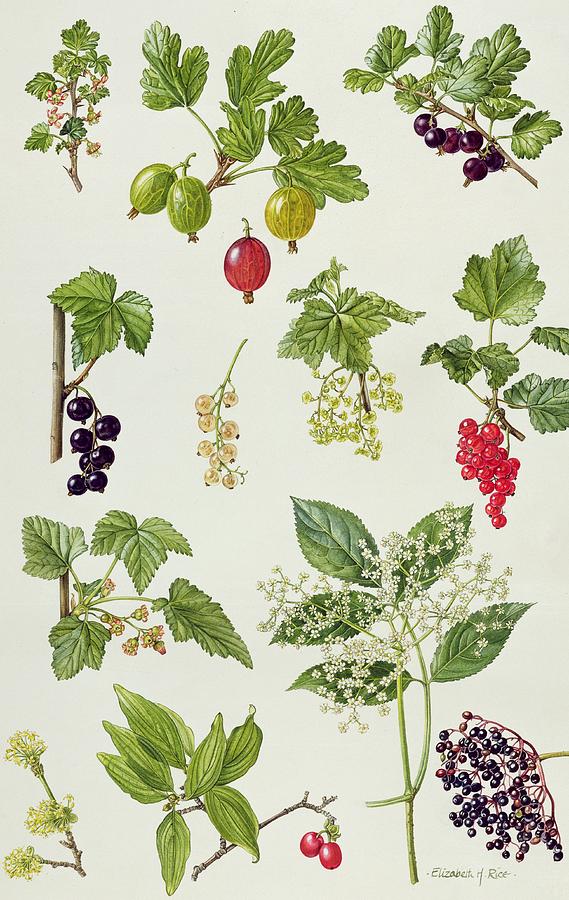 Flower Painting - Currants and Berries by Elizabeth Rice 