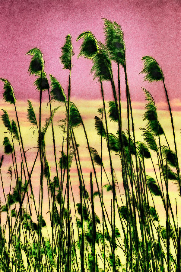 Currituck Oats Pink AP Painting by Dan Carmichael