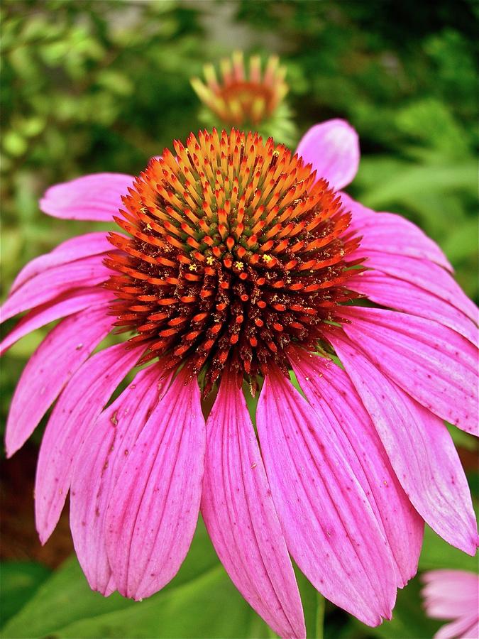 Curvaceous Coneflower Photograph by Randy Rosenberger - Fine Art America