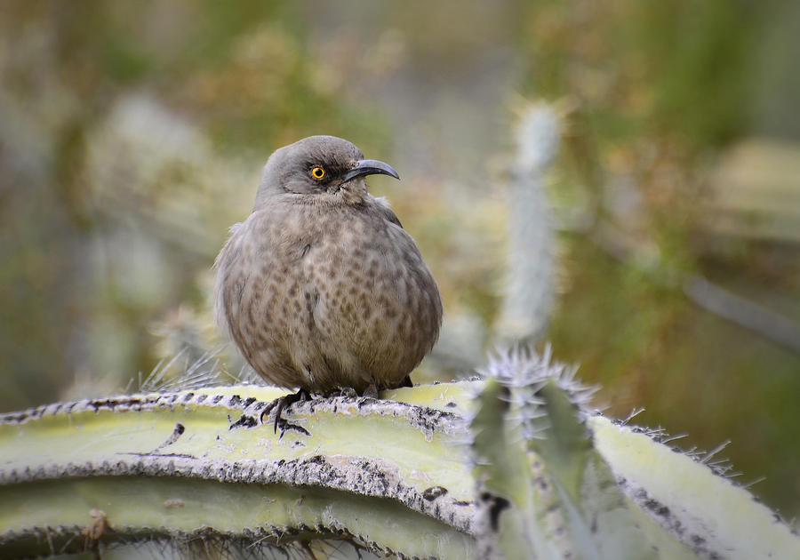 Curve-Billed Thrasher Photograph by Saija Lehtonen - Fine Art America