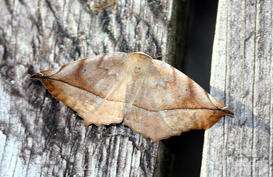 Nature Photograph - Curve-Toothed Geometer Moth by April Wietrecki Green