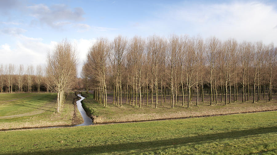 Tree Photograph - Curved Ditch in The Netherlands by Anton Havelaar