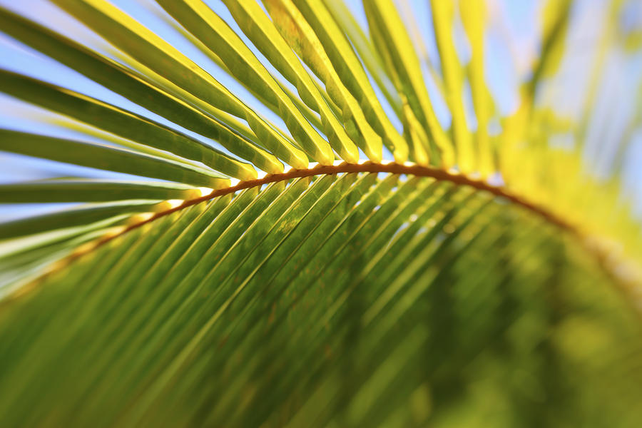 Nature Photograph - Curved Palm Leaf by Vince Cavataio - Printscapes