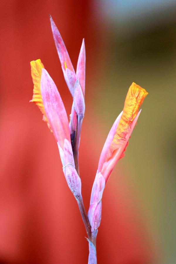 Orange Canna Lily Photograph - Cusp of Emergence by Leigh Meredith