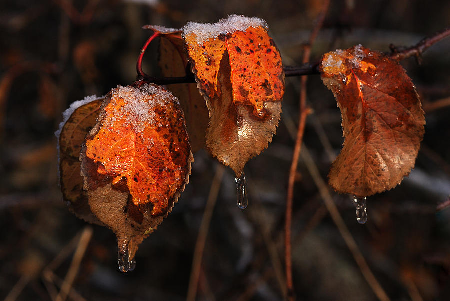 Fall Photograph - Cusp of the Seasons by Sue Capuano