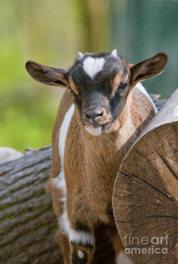 Cute baby goat Photograph by Andrew  Michael