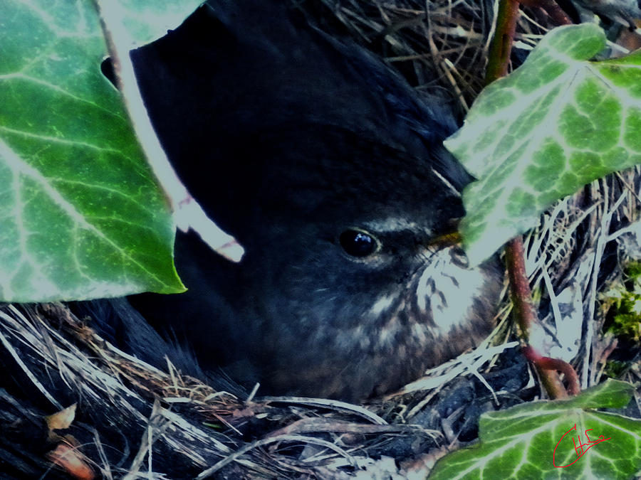 Cute Black Bird Mum Watching Over Her Eggs In Her Nest Photograph by Colette V Hera Guggenheim