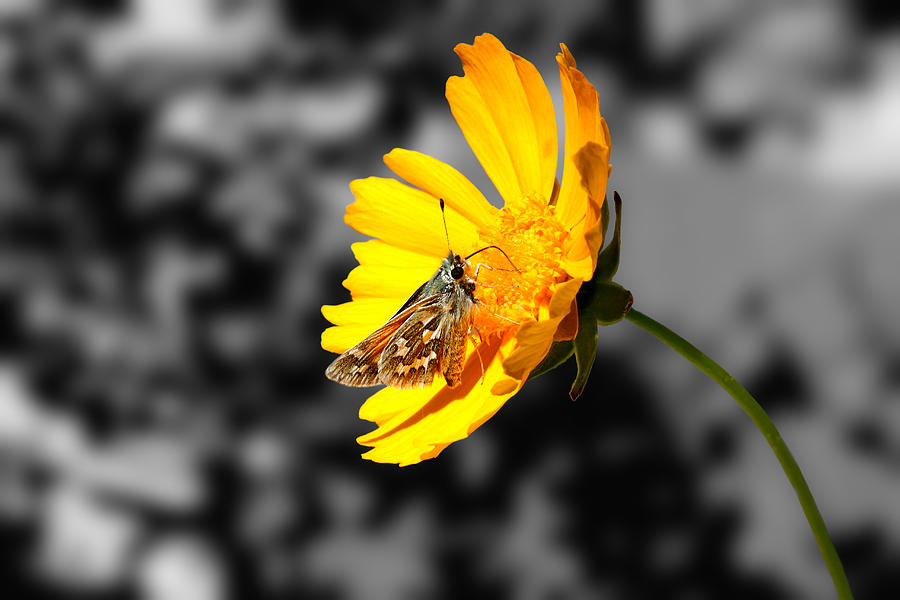 Cute Butterfly On Yellow Gerbera Daisy Photograph by Tracie Schiebel