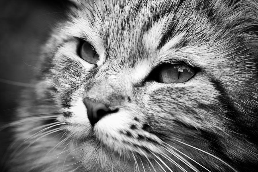 Cute Cat Photograph by Hakon Soreide