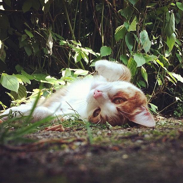 Cat Photograph - #cute #cat Lying On The Ground On Her by Tarek Aly