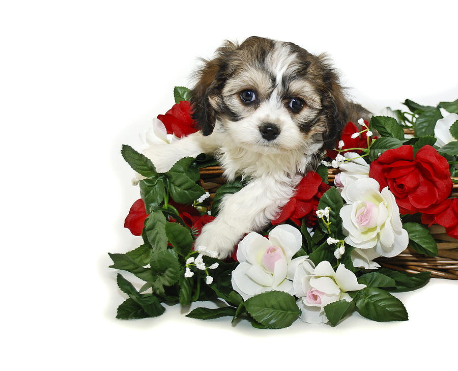 Cute Cavachon Puppy Photograph by StockImage Cute Cavachon Puppy Photograph by StockImage