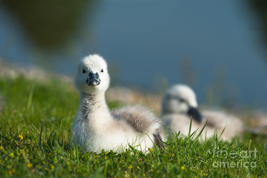 Cute Cygnets Photograph by Andrew  Michael