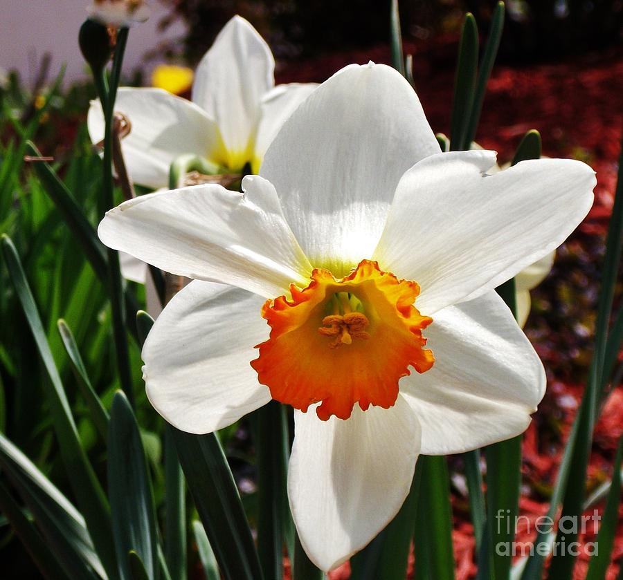 Cute Daffodil Photograph by Marsha Heiken