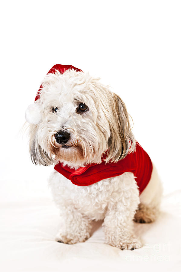 Cute Dog In Santa Outfit Photograph