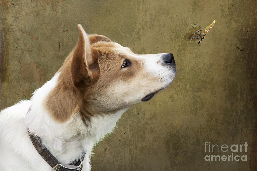 Cute Dog With Butterfly Photograph by Ethiriel Photography