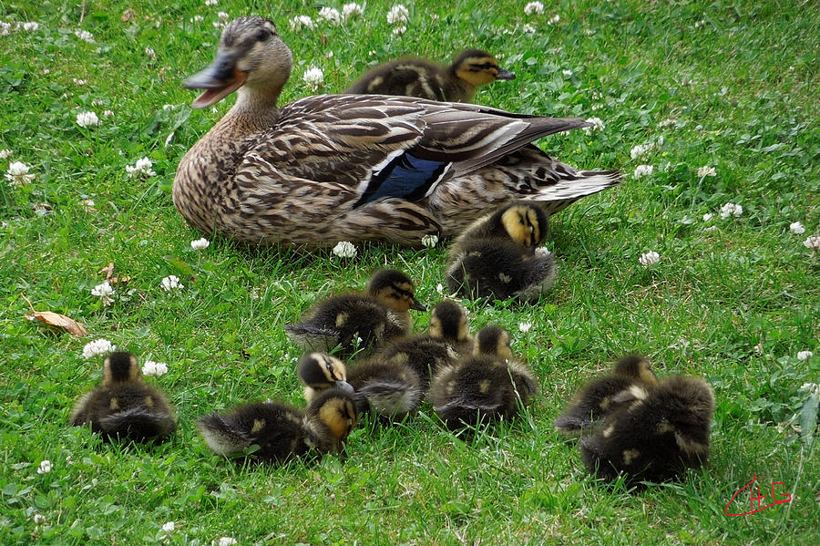 Cute Duck family Visit in my Garden  Photograph by Colette V Hera Guggenheim