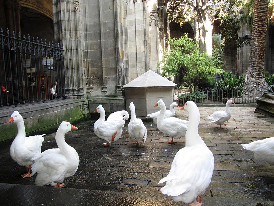 Cute Ducks in the Courtyard Barcelona Spain Photograph by John Shiron