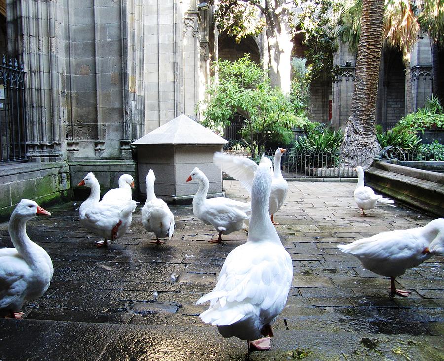 Cute Ducks in the Courtyard II Barcelona Spain Photograph by John Shiron