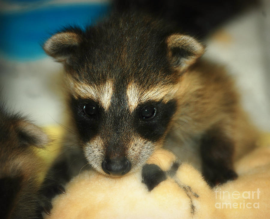 Nature Photograph - Cute Face Behind The Mask Baby Raccoon by Peggy Franz